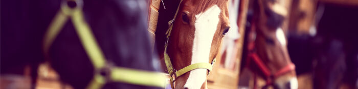 The Complexities of Equine Assets & Tax Explained - Live at Your Desk