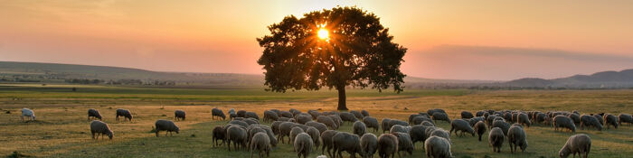 Capital Taxes on Farms & Estates - An Accountants' Toolkit - Learn Live