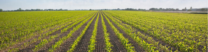Genetic Modification & Food - What’s New? 