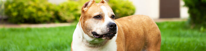 Dangerous Dogs & The Law