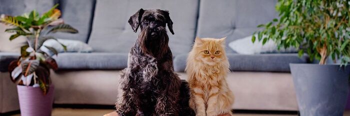 Pets & Residential Tenancy Agreements - An Update on the New Legislation