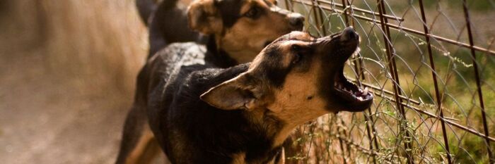 Injuries Caused by Animals - Practical Tips & Updated Caselaw