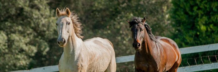 Equine Assets & Tax - The Complexities Unravelled