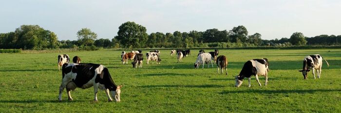 Grazing Licences - Key Considerations & Pitfalls for Agricultural Advisers