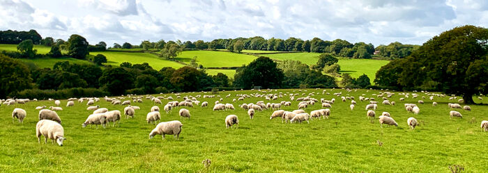 Drafting Grazing Licences & Profits a Prendre - A One Hour Guide