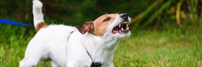 Injuries Caused by Animals Update - Liability, Defences & Recent Practice