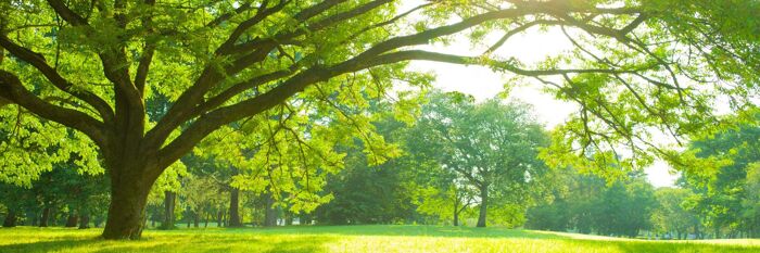 Advising on the Development of Open Spaces - Key Considerations