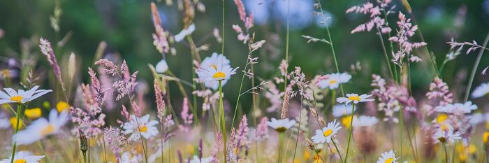 Biodiversity Net Gain for Property Lawyers - A Case Study