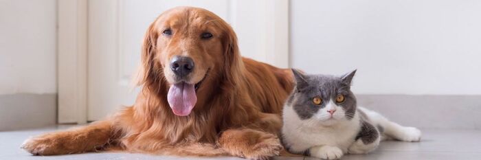 Pets in Wills - The Available Options Explored