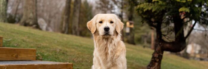 Navigating Pet Disputes in Family Law - Strategic Guidance & Practical Tools Explored