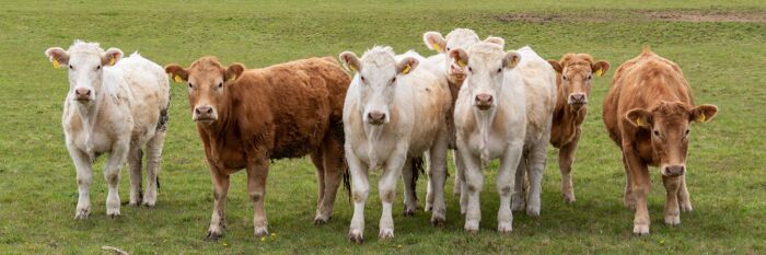 Animals Act 1971 for Agricultural Lawyers - Liability, Case Law & Risk Explored