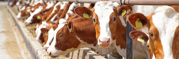 Production Livestock & the Herd Basis - Tax & Accounting Essentials